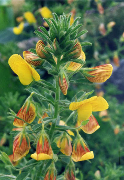 Ononis natrix en fleurs dans un jardin de gravier ensoleillé